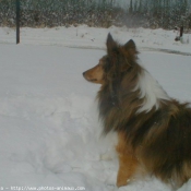 Photo de Chien de berger des shetland