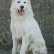 Photo de Berger blanc suisse