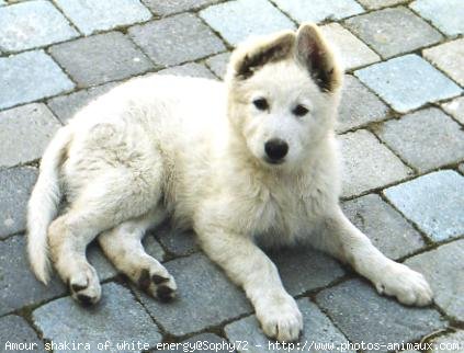 Photo de Berger blanc suisse