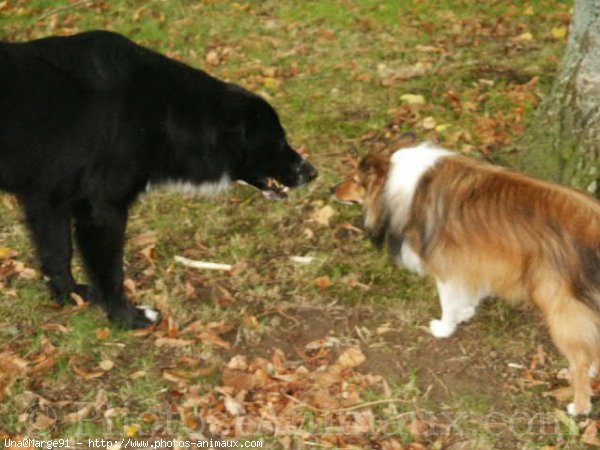 Photo de Chien de berger des shetland