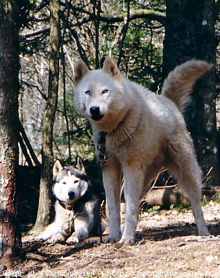 Photo de Husky siberien