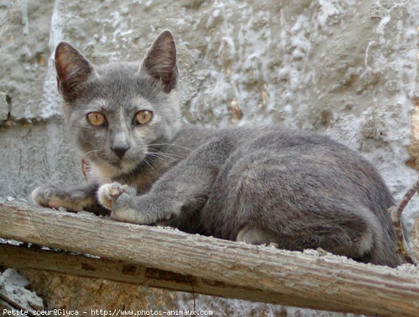 Photo de Chat domestique