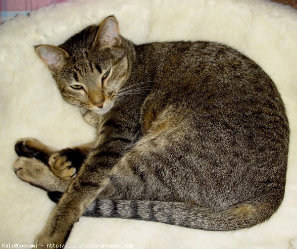 Photo d'Ocicat