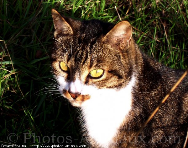 Photo de Chat domestique