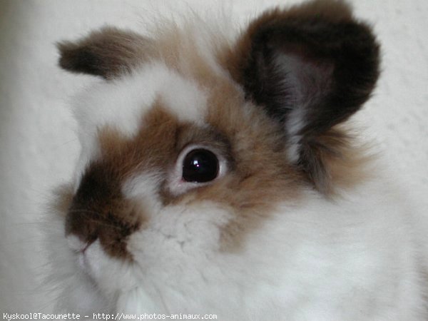 Photo de Lapin