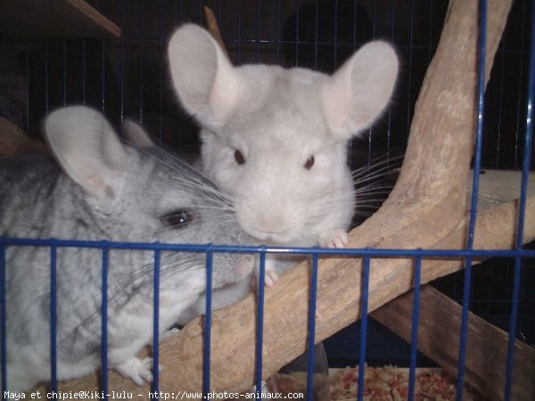 Photo de Chinchilla