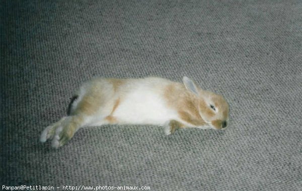 Photo de Lapin