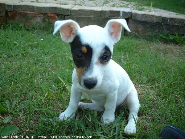 Photo de Jack russell terrier