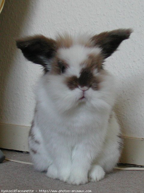 Photo de Lapin