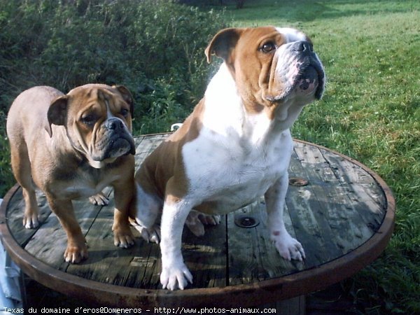 Photo d'Olde english bulldogge