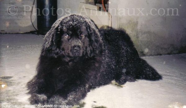 Photo de Chien de terre-neuve