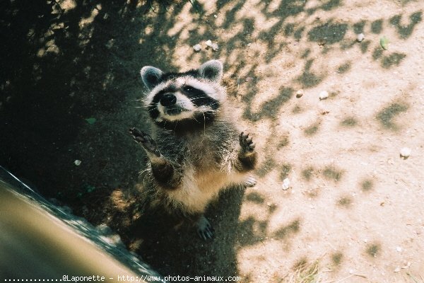 Photo de Raton laveur