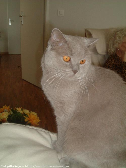 Photo de British shorthair