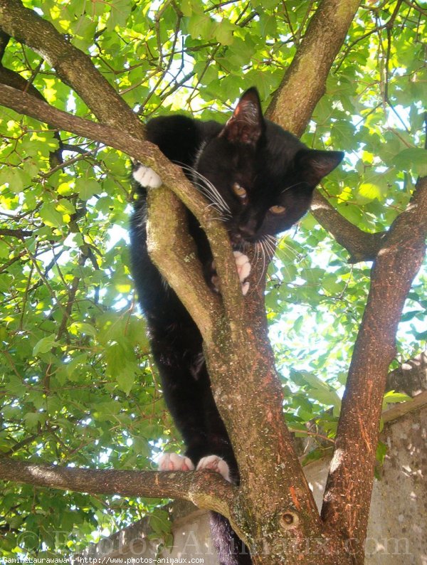 Photo de Chat domestique