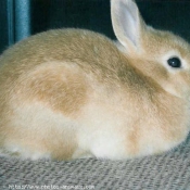 Photo de Lapin