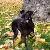 Photo de Pinscher nain