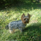 Photo de Yorkshire terrier