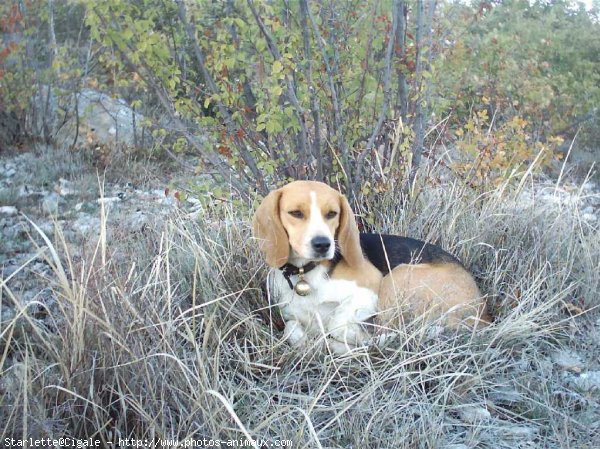 Photo de Beagle