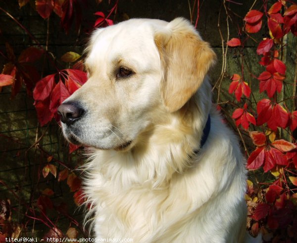 Photo de Golden retriever