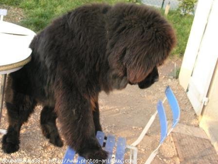 Photo de Chien de terre-neuve