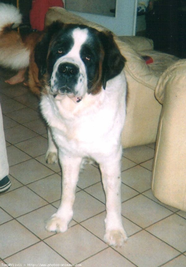 Photo de Saint-bernard poil long