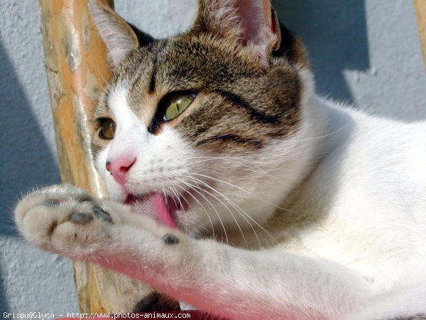 Photo de Chat domestique