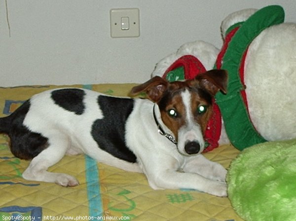 Photo de Jack russell terrier