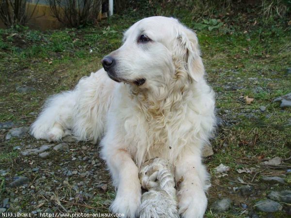 Photo de Golden retriever