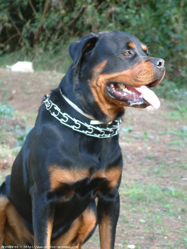 Photo de Rottweiler