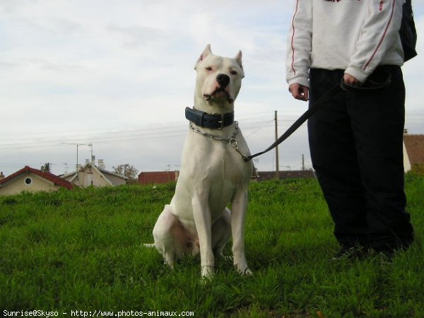 Photo de Dogue argentin