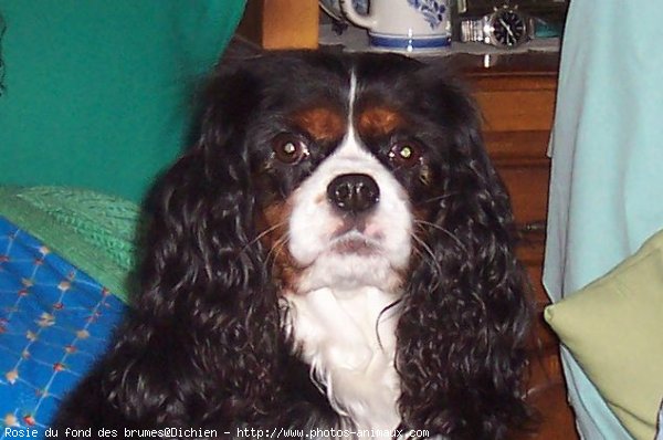 Photo de Cavalier king charles spaniel