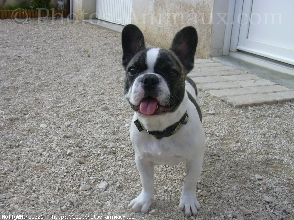 Photo de Bouledogue franais