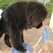 Photo de Chien de terre-neuve