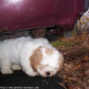 Photo de Lhassa apso