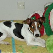 Photo de Jack russell terrier