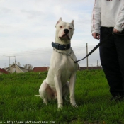 Photo de Dogue argentin