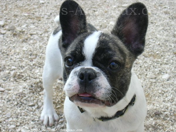 Photo de Bouledogue franais