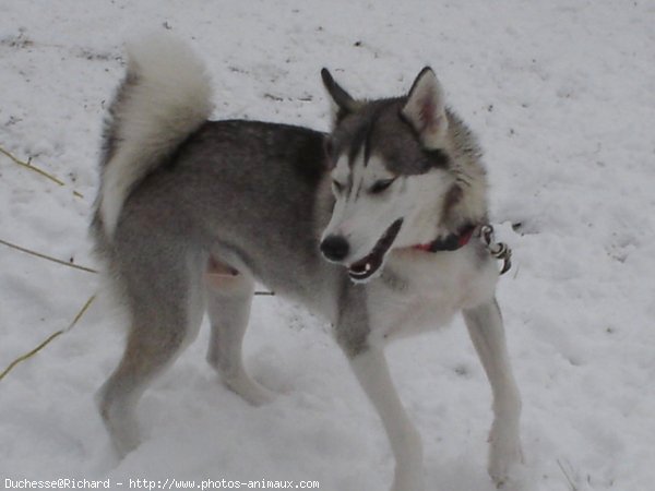 Photo de Husky siberien