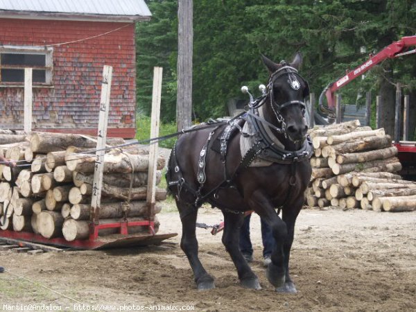 Photo de Percheron