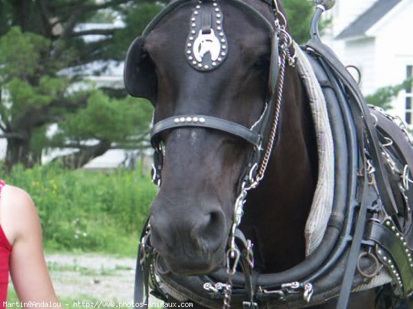 Photo de Percheron