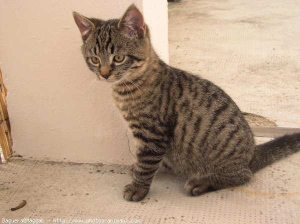 Photo de Chat domestique