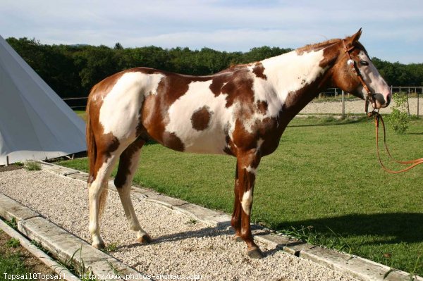 Photo de Paint horse