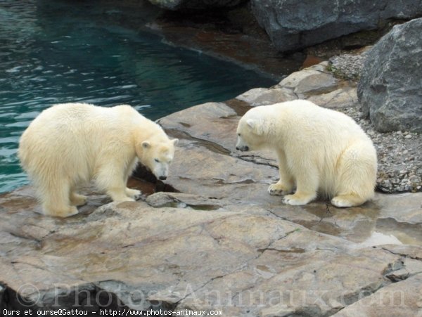 Photo d'Ours