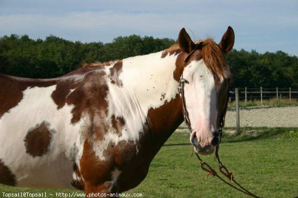 Photo de Paint horse