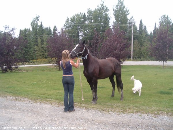 Photo de Quarter horse