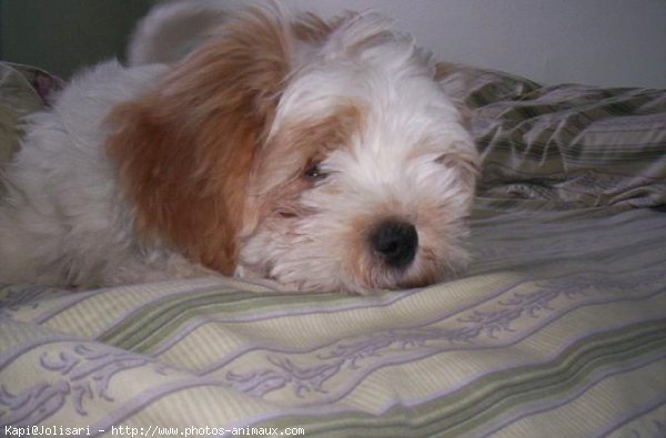 Photo de Lhassa apso