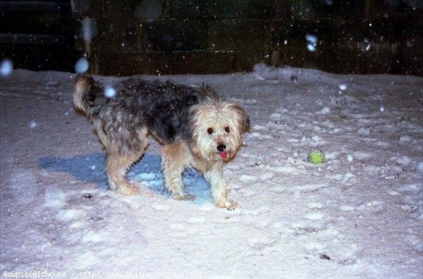 Photo de Terrier tibetain