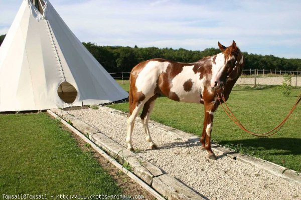 Photo de Paint horse