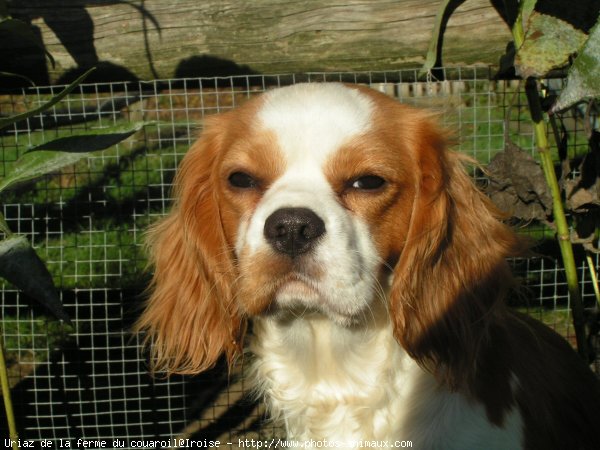 Photo de Cavalier king charles spaniel