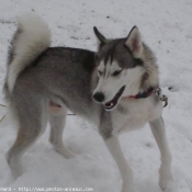 Photo de Husky siberien